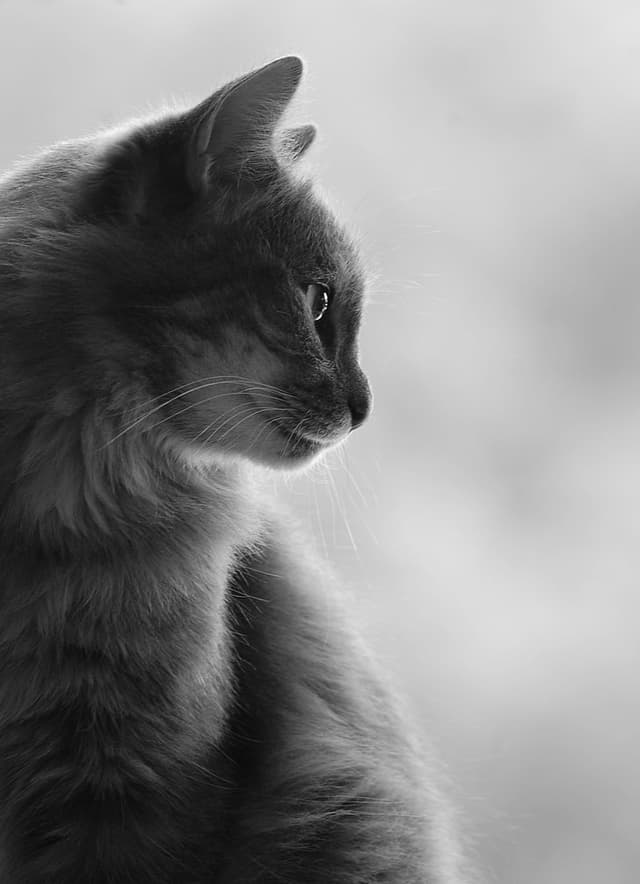 Portrait of Yousif Abdulkarim